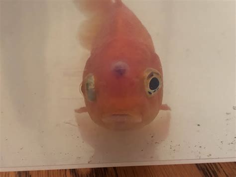 Diseases What Is This Lump On My Goldfishes Head Pets Stack Exchange