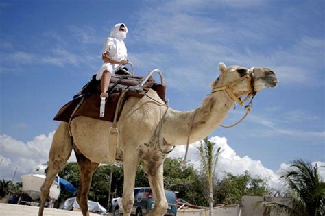 Paseo En Camello La Mejor Manera De Conocer La Riviera Maya Camello