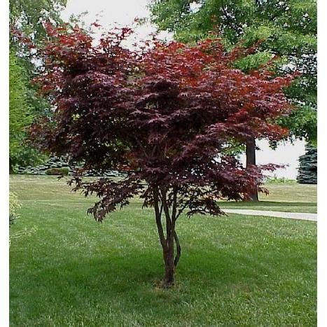We did not find results for: Dwarf Japanese Red Maple | Japanese maple tree, Japanese ...