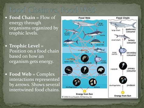 What is food web definition. PPT - Food Webs and Chains PowerPoint Presentation - ID ...