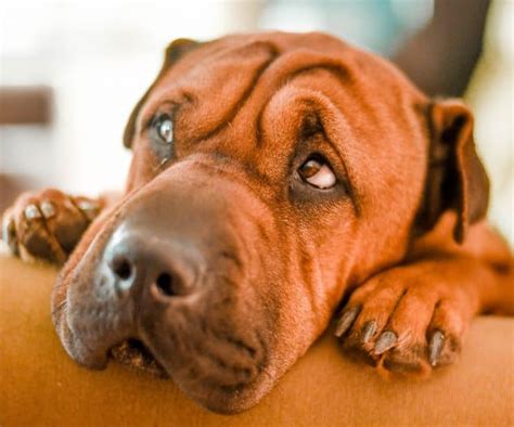 How To Treat Upset Stomach In Dogs Including Home Remedies Superb Dog