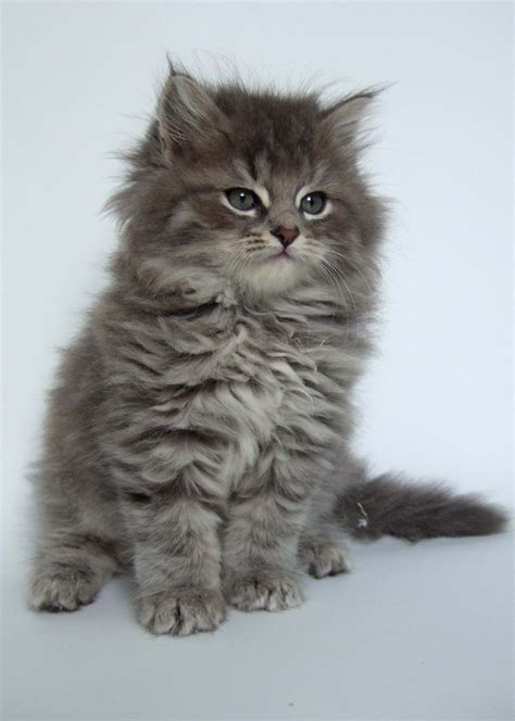 Silver Siberian Kittens - Silver Siberian Cats - cats