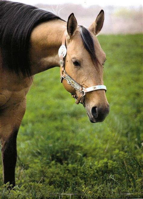 They are a sweet, good natured, all around horse breed. 52 best Buckskin=beautiful images on Pinterest
