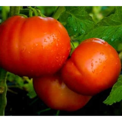 Tomato Beefmaster 2 Live Plants Vfn Hybrid Meaty