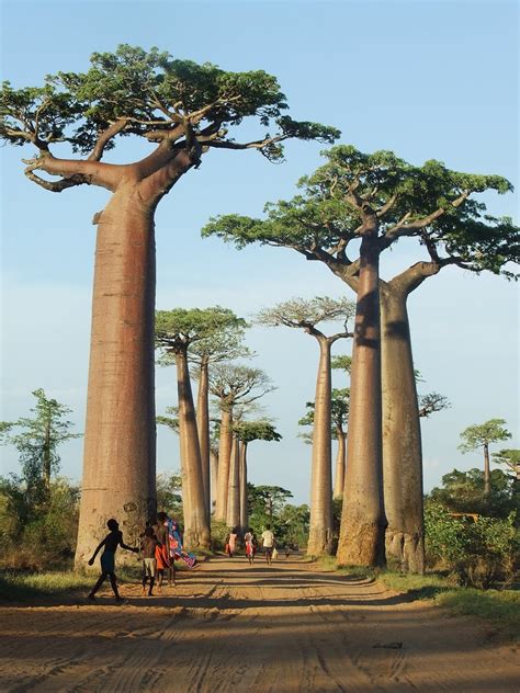 Baobab Trees. | I fight to see the beauty in every day;