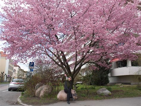 Trær gir hagen karakter og tak. Gleder meg til: Vårblomstrende trær!