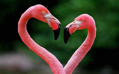 Top 999 Pink Love Birds Wallpaper Full Hd 4k Free To Use