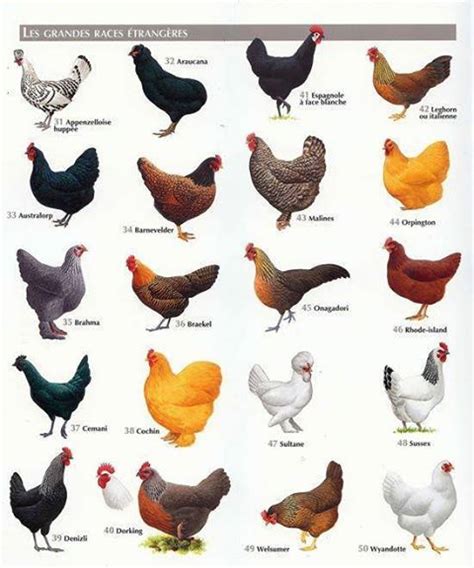 Best Chicken Breeds 12 Types Of Hens That Lay Lots Of Eggs Chickens