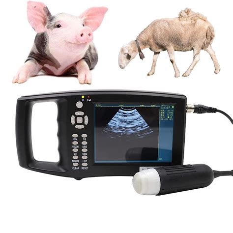 Buy Portable Animal B Ultrasound Scanner Handheld Veterinary