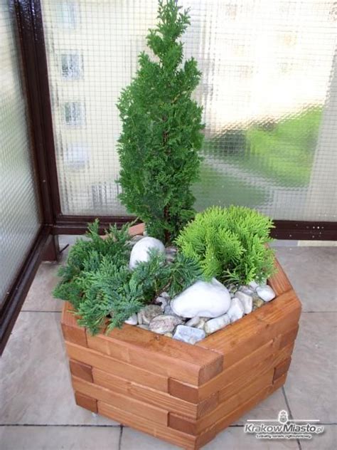 38 Best Evergreens In Containers Images On Pinterest Evergreen