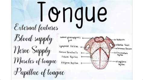 Tongue Anatomy Youtube