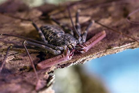 10 Vinegaroon Facts Aka Whip Scorpions Fact Animal