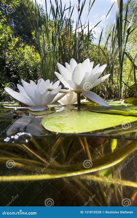 Water Lily Nuphar Lutea Underwater Shot Stock Photo Image Of