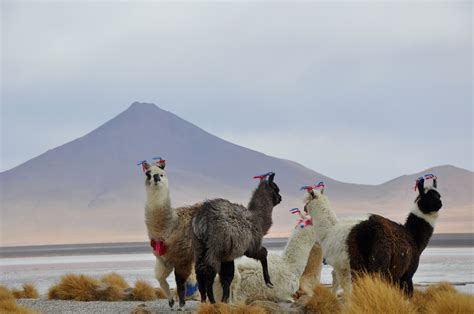 Free Images Fauna Llama Alpaca Vertebrate Vicuna Camel Like