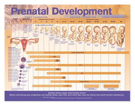 Desarrollo prenatal | Prenatal Development Chart - Foetal Development Poster - MedicPrint 