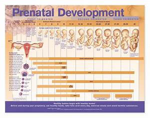 Desarrollo Prenatal Prenatal Development Chart Foetal Development