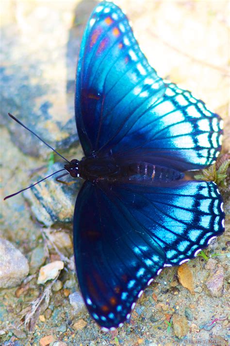 Blue Red Spotted Purple Butterfly Vibrant Blue Red Spotted Flickr