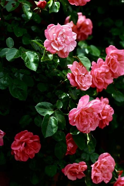 Roses Iphone 4s Wallpapers Free Download