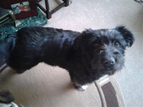 Charlie 2 3 Year Old Female Bearded Collie Cross Dog For Adoption