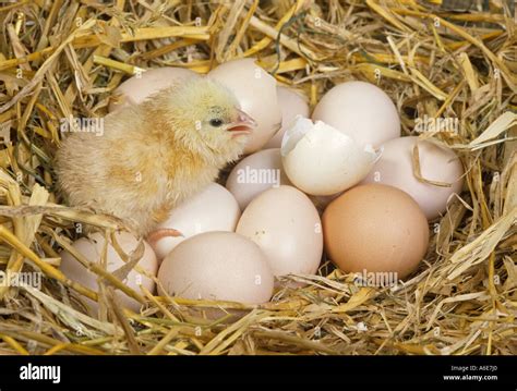 Chick And Hatching Eggs Stock Photo Alamy