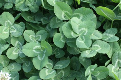 Clover Free Stock Photo - Public Domain Pictures gambar png