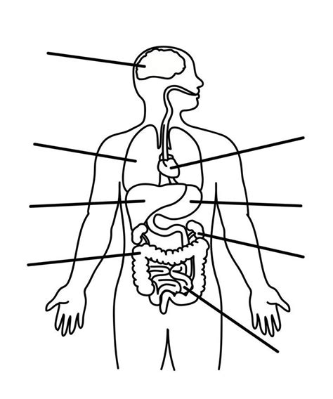 Human Body Anatomy Outline Printable For Kids Science Class
