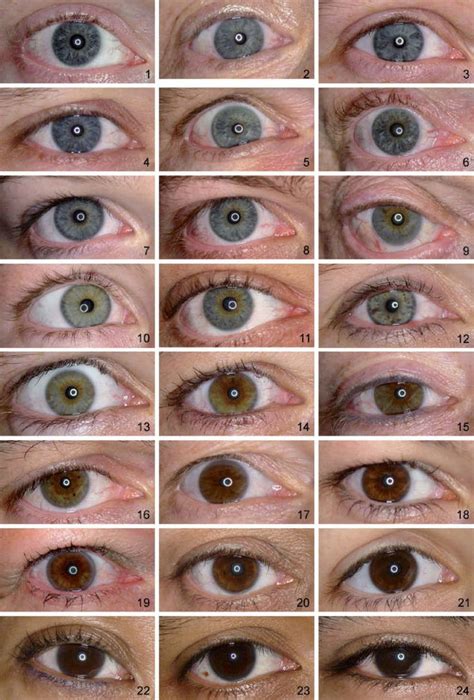 Baby Eye Color Chart Prettier Best Eye Color Charts Ideas On Of Baby