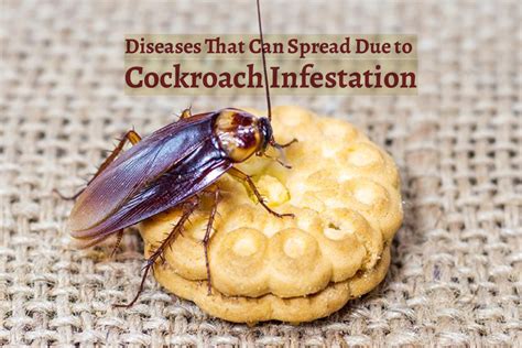 Diseases That Can Spread Due To Cockroach Infestation