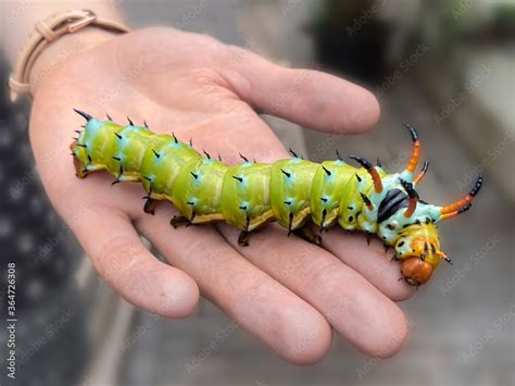 Biggest Caterpillar In The World