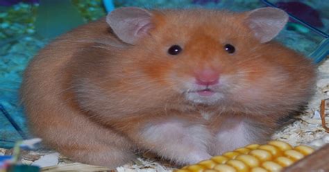 Fat Hamster Is Fat Aww