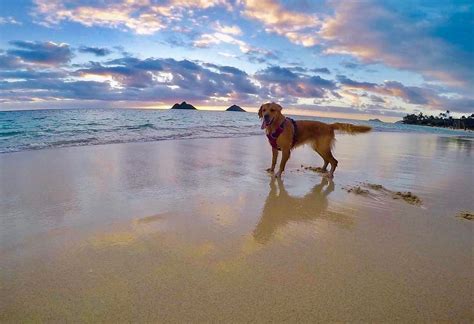 The goldenretriever community on reddit. Chasing sticks and catching waves.... Aloha Friday!!! 😎🌊 # ...