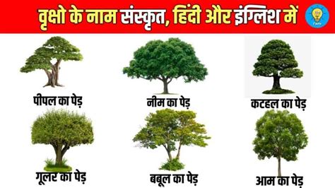 75 वृक्षों के नाम संस्कृत और हिंदी में Names Of Trees In Sanskrit And