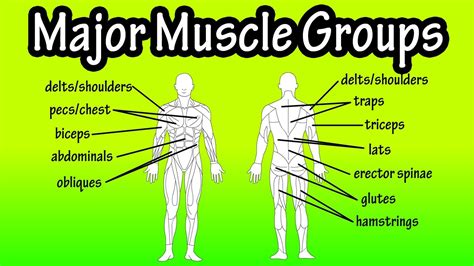 40 8 Major Muscle Groups And Exercises Inspiration Campingground