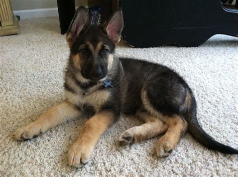 Training king shepherd puppies should be a pleasurable experience for both owner and pooch. Pin on Animals