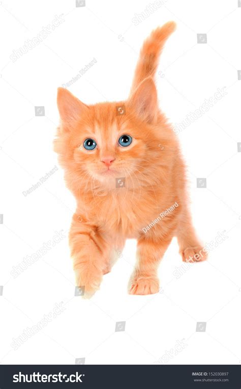 Fluffy Ginger Kitten Blue Eyes Stock Photo 152030897