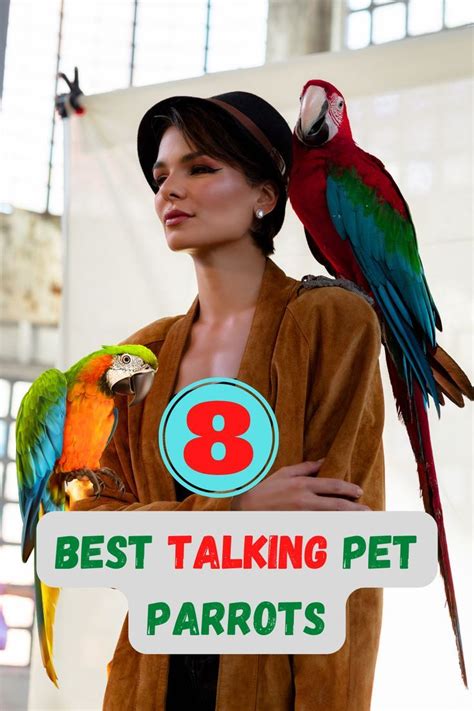 8 Best Talking Pet Parrots Talking Parrots Birds Pets Reading Movie