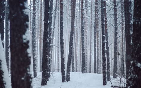 Download Wallpaper 3840x2400 Forest Trees Snow Winter Landscape 4k