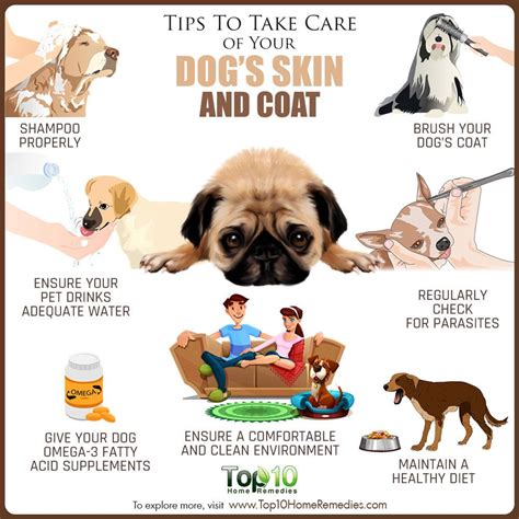 Finding healthy ways to manage stress can help your skin, too. Tips to Take Care of Your Dog's Skin and Coat | Top 10 ...