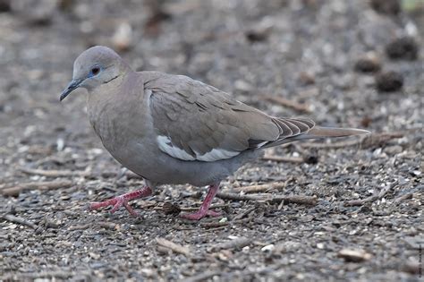 White Winged Dove Urban Hawks