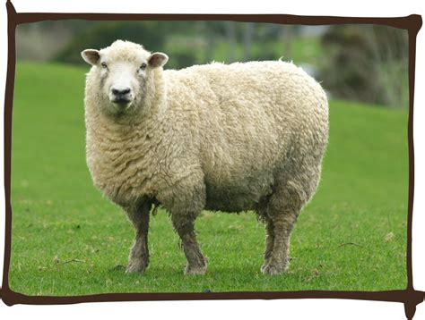 Super Sheep Heifer International