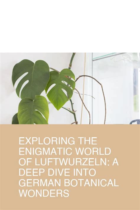 Exploring The Enigmatic World Of Luftwurzeln A Deep Dive Into German