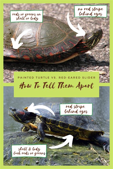 Turtleholic Clear Simplified How To Guides For Pet Turtle Owners
