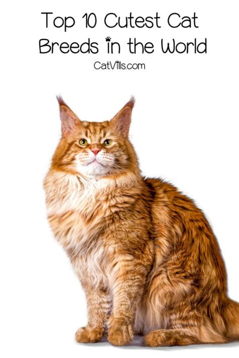 Top 10 Cutest Cat Breeds In The World Catvills