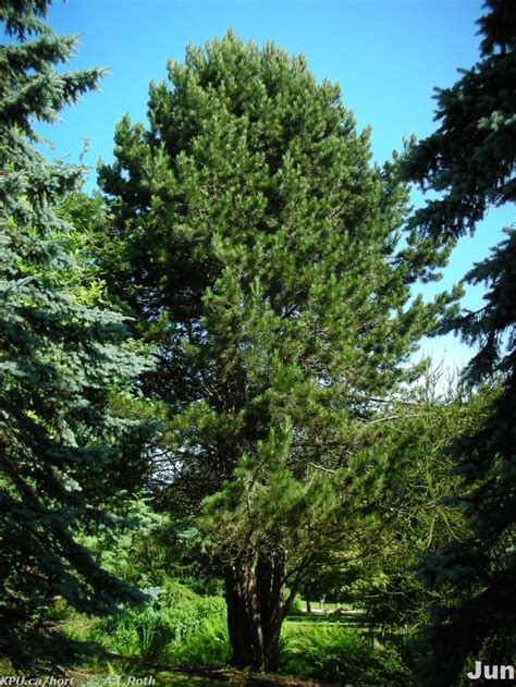 Pinus Nigra Larc 316 Trees And Shrubs In The Landscape