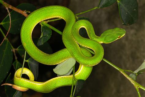 Stejnegers Bamboo Pitviper Facts And Pictures