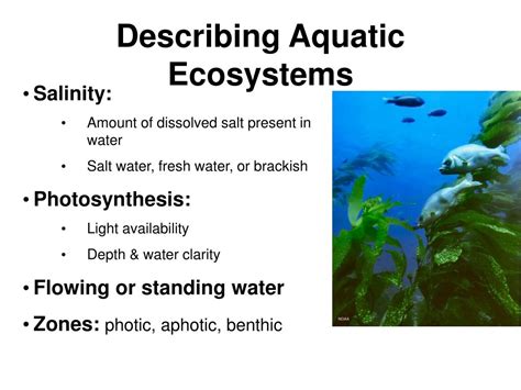 Ppt Lesson 63 Aquatic Ecosystems Powerpoint Presentation Free