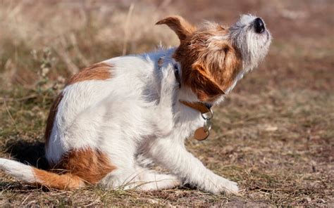 Itchy And Scratchy Allergies Or Dermatitis Help Your Dog Beat The Itch
