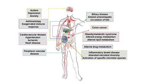 Systemic Diseases Directly Influenced By Gut Microbiota Several Human