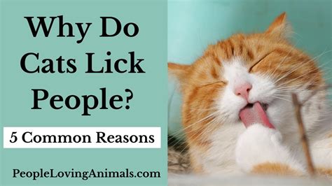 Why Do Cats Lick People 5 Reasons Why Cats Lick Their Owners Why Do Cats Lick You Youtube