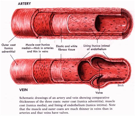 Structure Of Blood Vessels Lymphatic Vessels And Normal Blood Volume